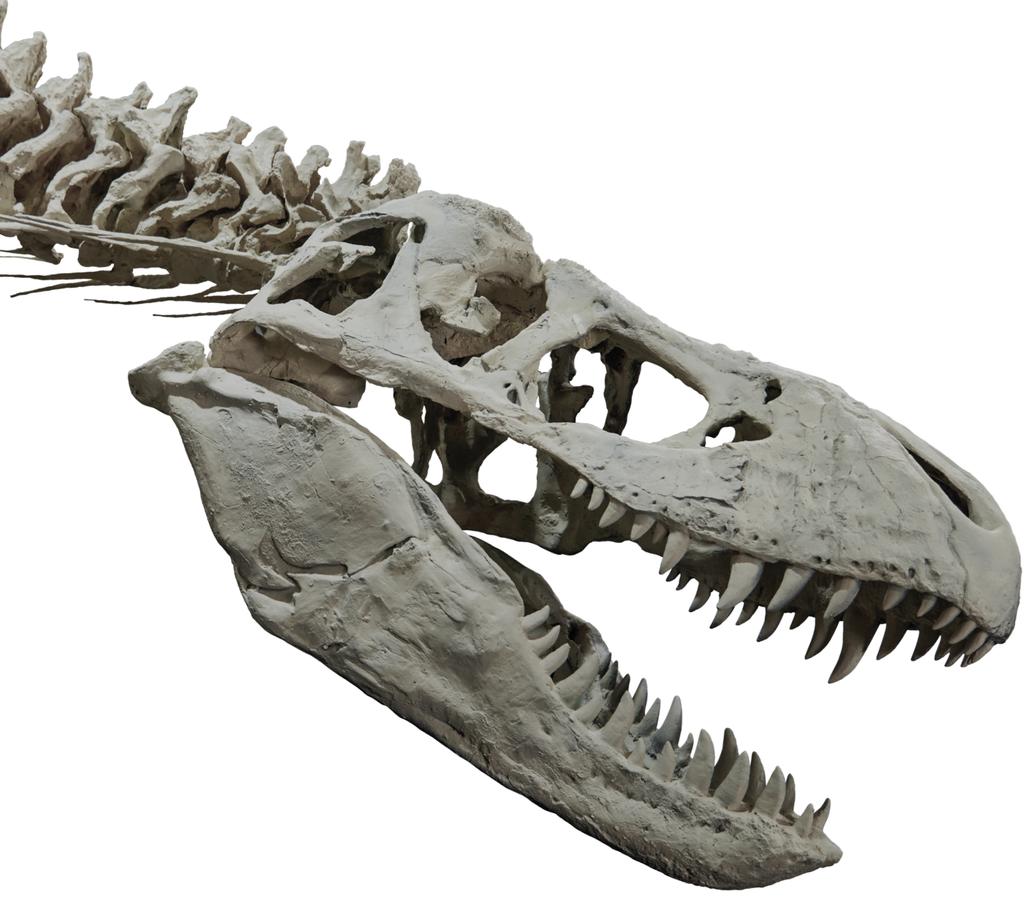 T-rex head and upper body skeleton
