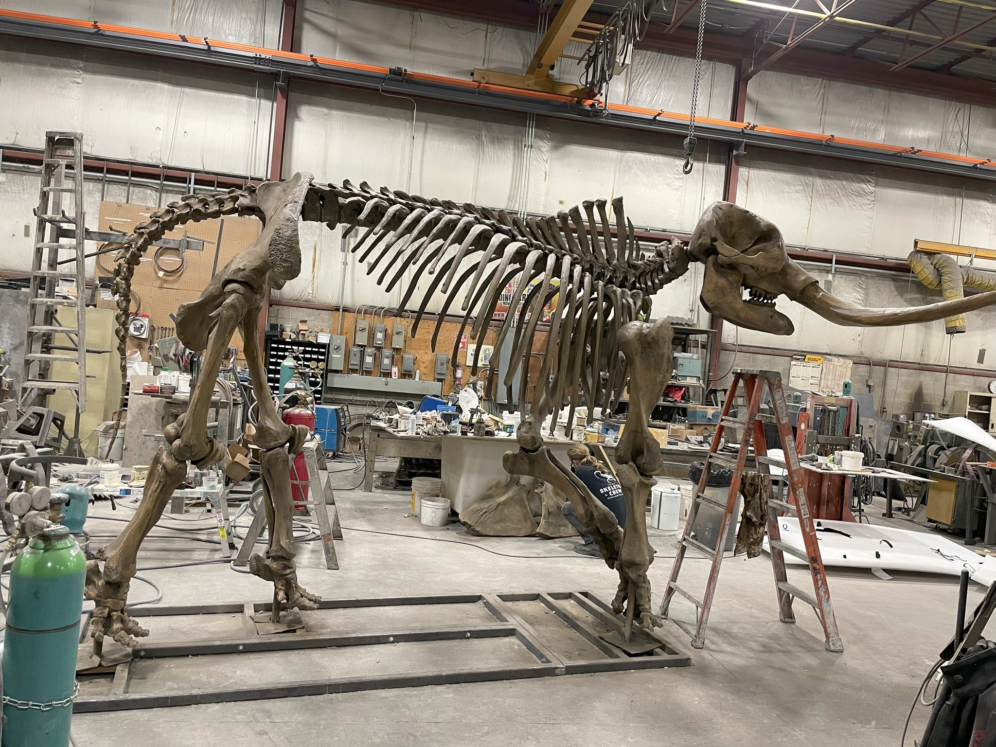 Mastodon Casting - Nova Scotia Museum of Natural History
