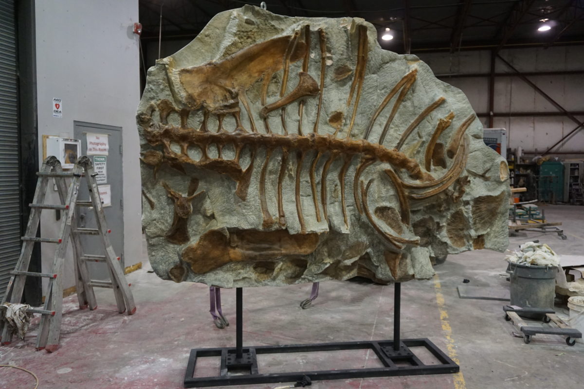 zuul dinosaur fossil