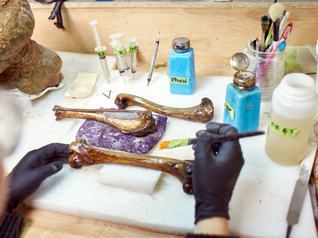 Fossil Preparation, Restoration, & Conservation Research Casting International