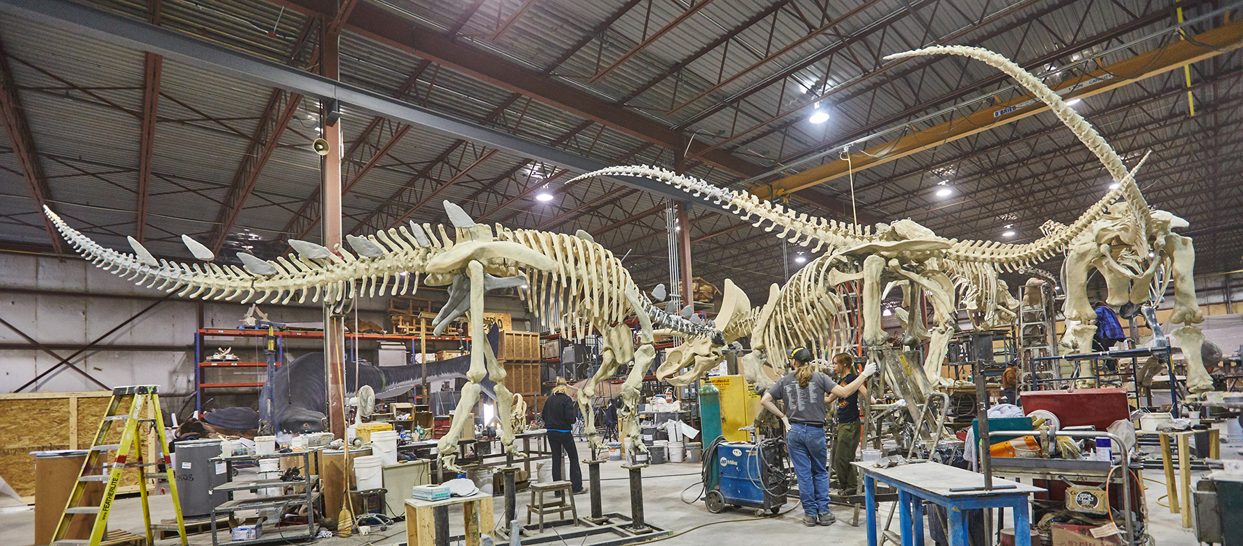 RCI facility can accommodate the tallest dinosaurs