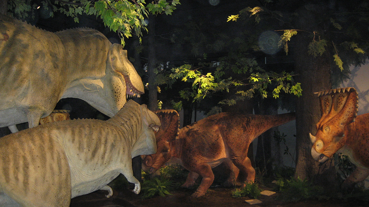 Sculpted Daspletosaurs & Chasmosaurs - Research Casting International