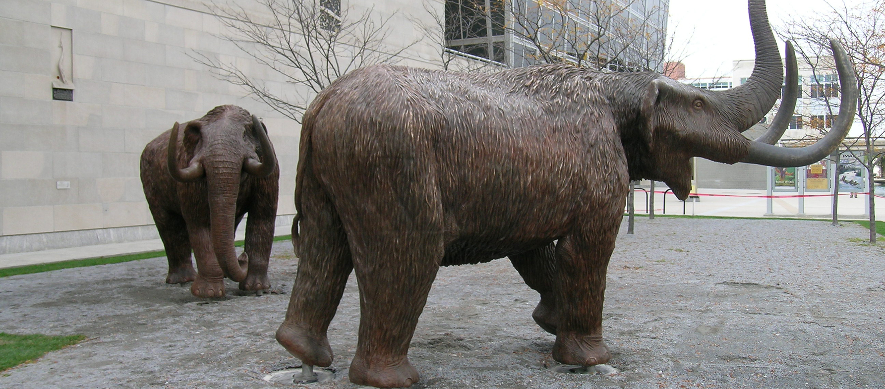 We were commissioned to sculpt, mold, and cast in bronze three life-size fleshed out Mastodon specimens for the Indiana State Museum and Purdue University